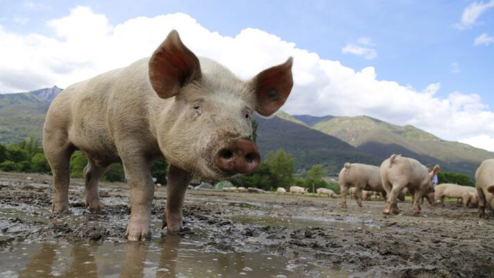 Omar Farías Luces: ¿Por qué la cría de cerdo es rentable?