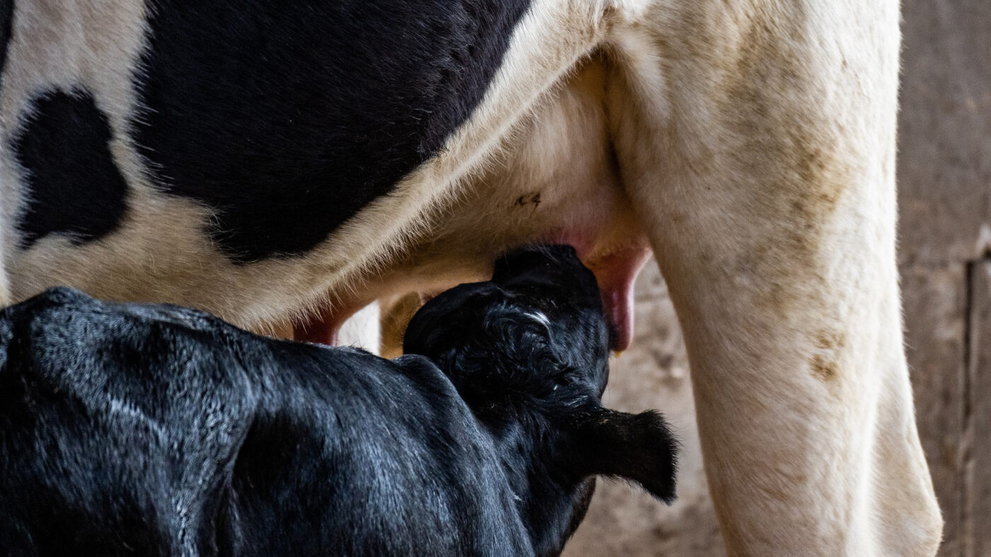 Omar Farías Luces: estrategias para incrementar la rentabilidad en la producción de leche
