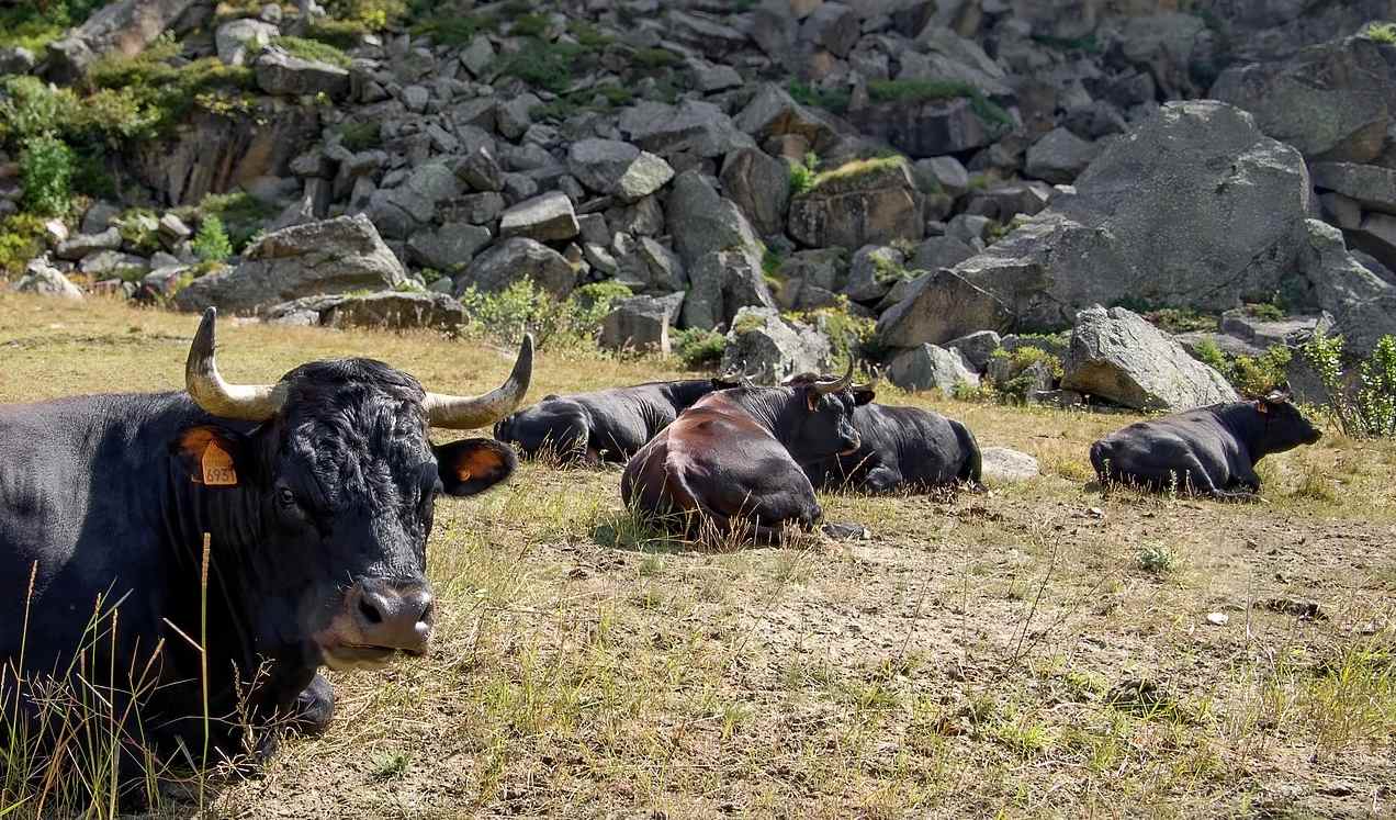 Omar Farías Luces: cómo mejorar la salud y productividad de las vacas