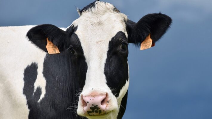 Gigantes de la leche: El top lácteo domina el mercado mundial