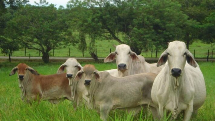 Ganaderos venezolanos demandan un seguro agropesquero