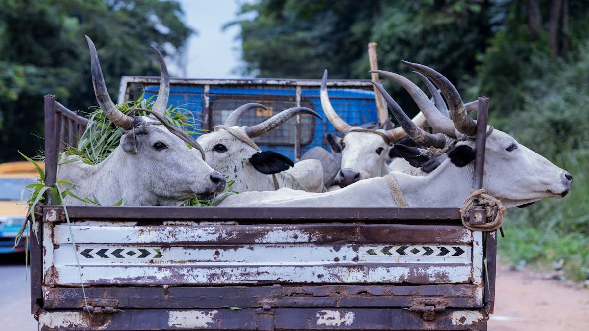 Omar Farías Luces: el bienestar animal, clave en el transporte bovino