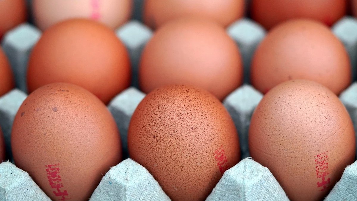 La producción de huevos como motor de la economía