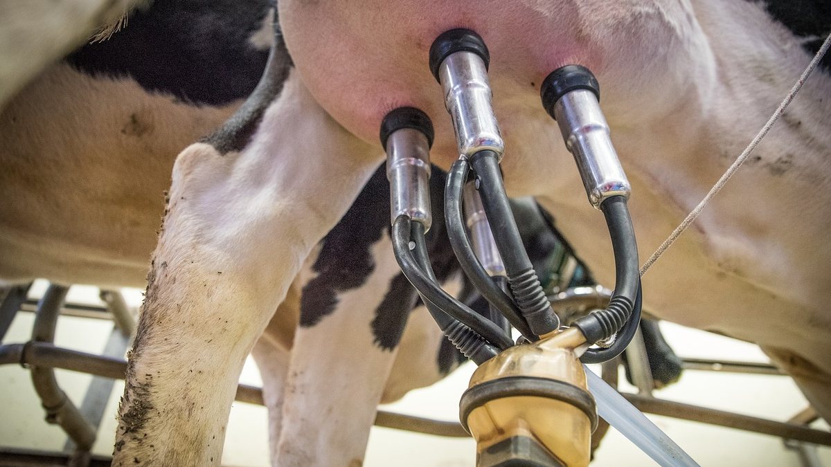 Bioseguridad de la leche: 5 prácticas esenciales para prevenir la contaminación