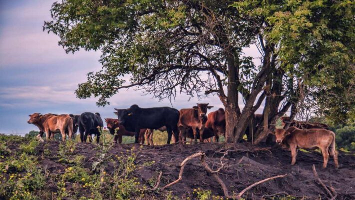 Lluvia y ganado: una combinación que requiere atención
