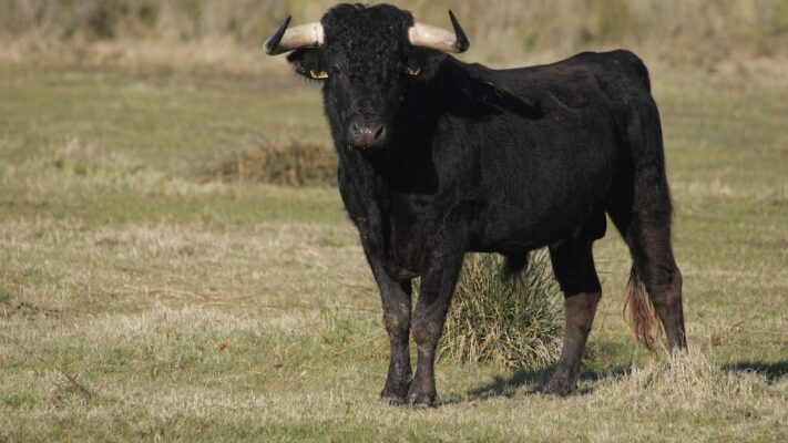 ¿Qué hace tan especial a un toro de 80.000 dólares?