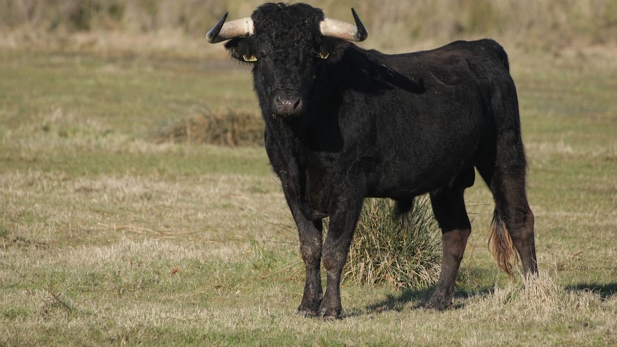 ¿Qué hace tan especial a un toro de 80.000 dólares?