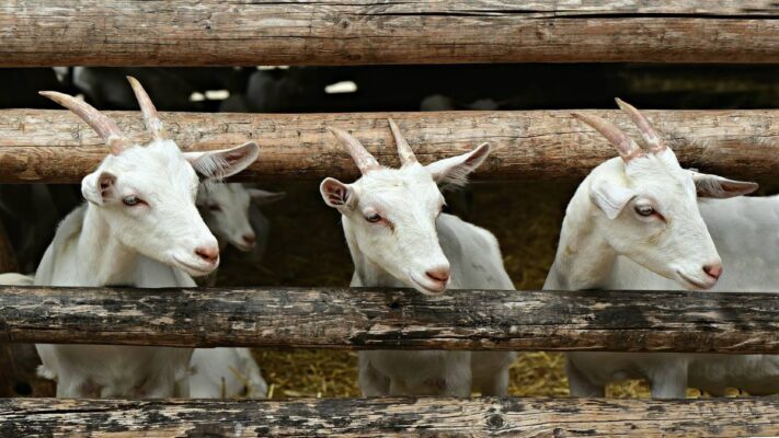 ¡Más leche y menos gasto! Claves para optimizar la alimentación de cabras lecheras