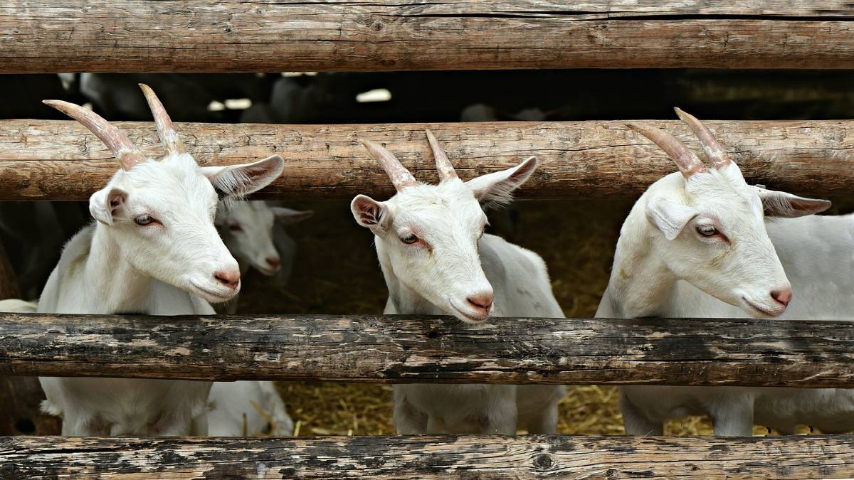 ¡Más leche y menos gasto! Claves para optimizar la alimentación de cabras lecheras