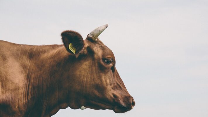 ¿Por qué el cepillado es esencial para el bienestar animal?
