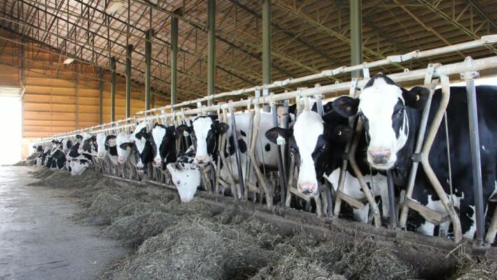 ¿Sabías que puedes hacer más rentable tu producción lechera? Descubre cómo