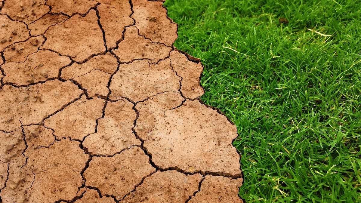 Cómo afecta el impacto del cambio climático a la ganadería