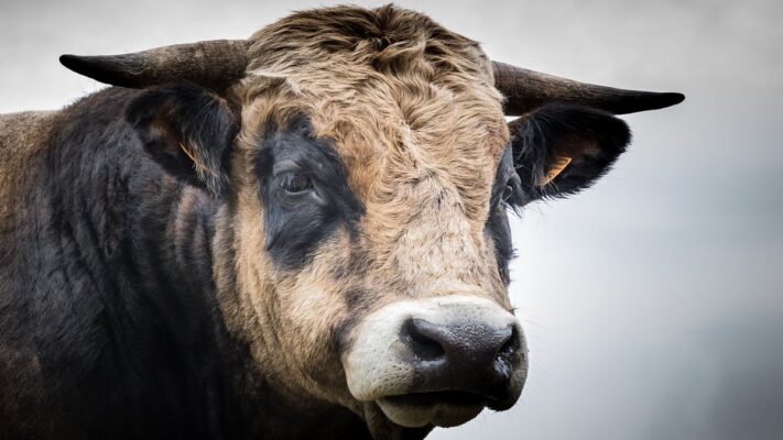 ¡El rey del establo! Claves para elegir al toro perfecto
