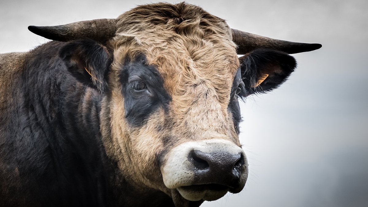 ¡El rey del establo! Claves para elegir al toro perfecto