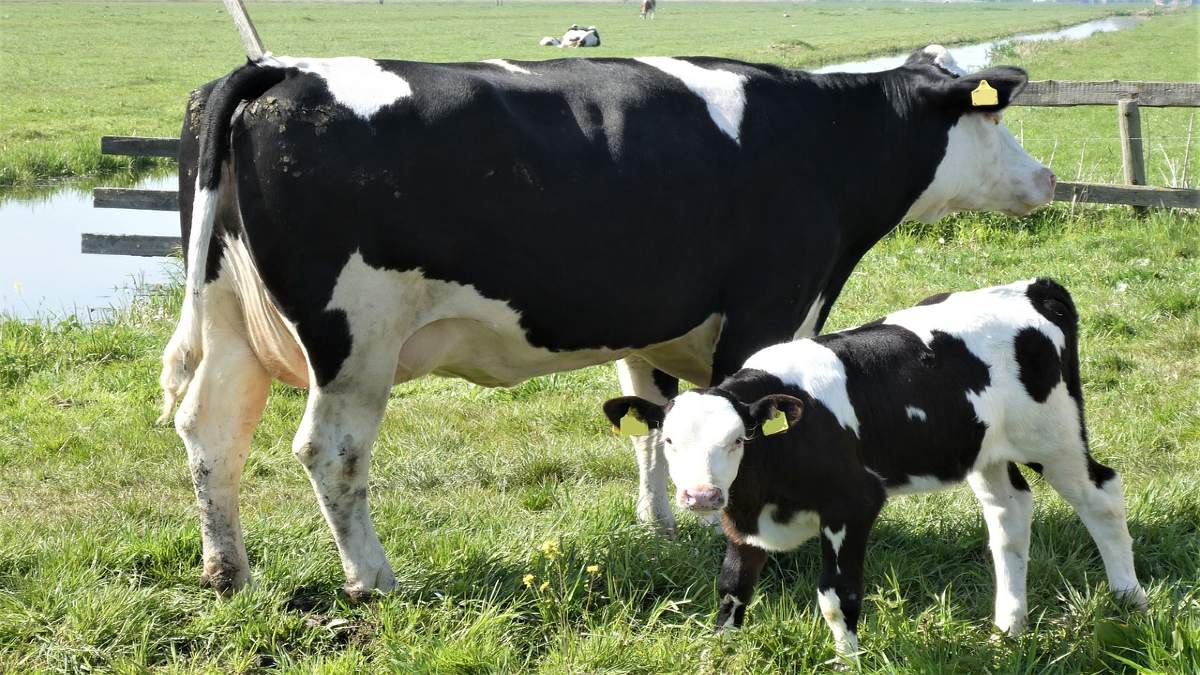 Más vacas, menos huella: la productividad al rescate del planeta